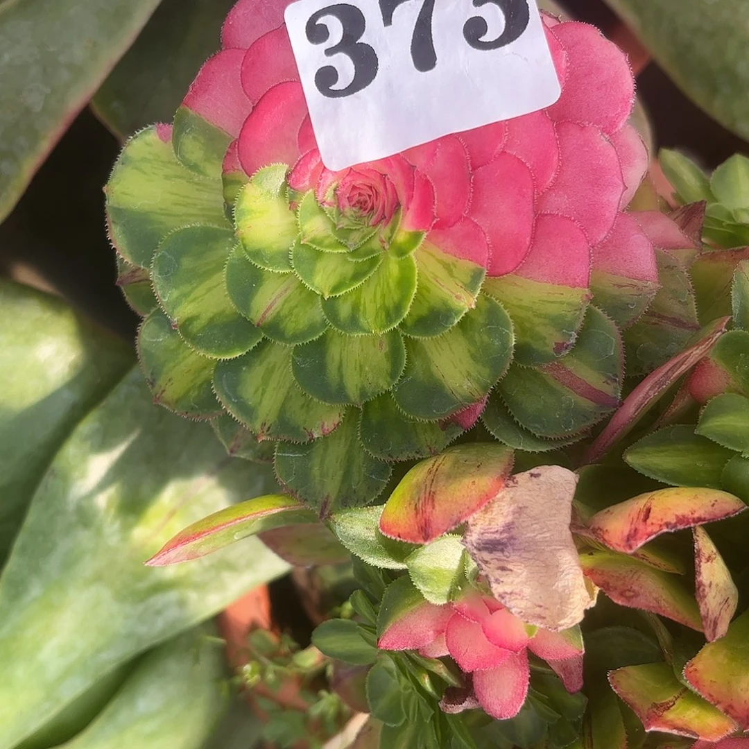 王*生知否多肉植物福利373