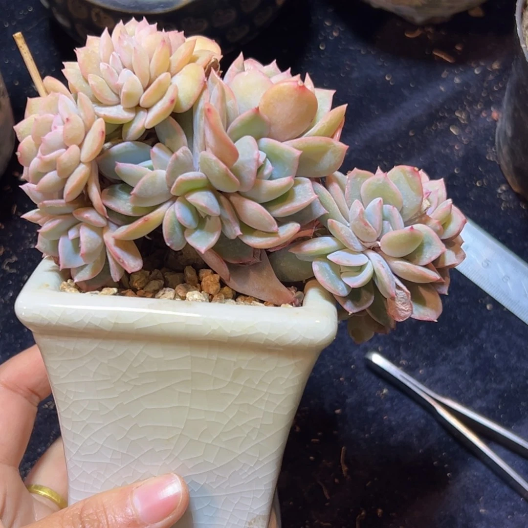 小***睡新年快乐 新年快乐