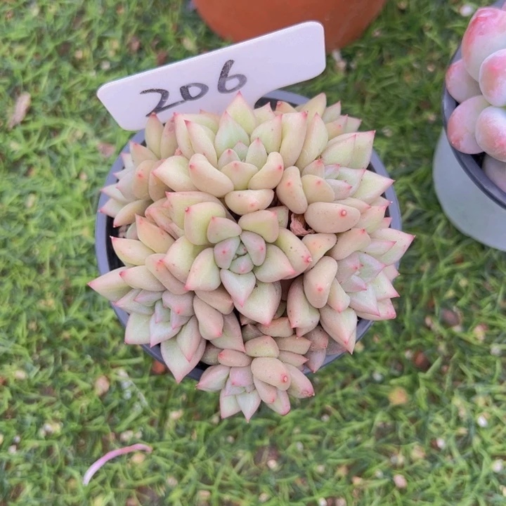 健健康康平平安安