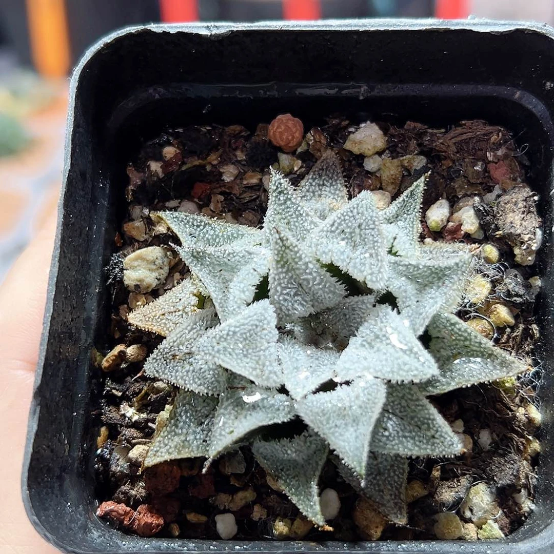 十二卷多肉特毛羽