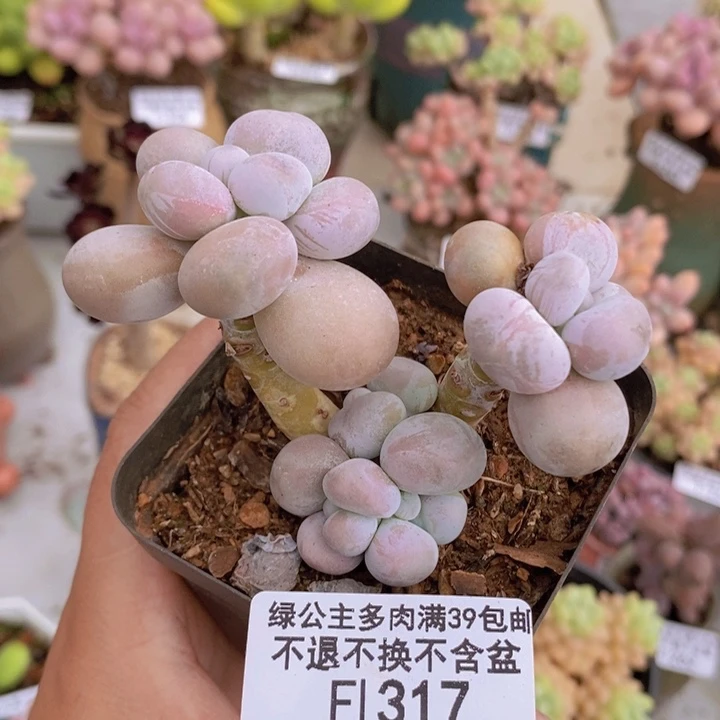 芭比奶洛317多肉植物