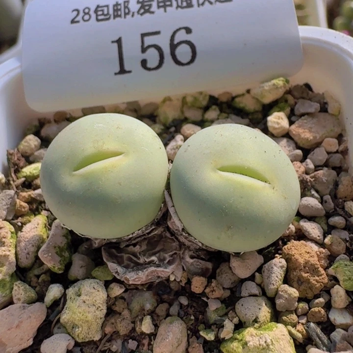 156。