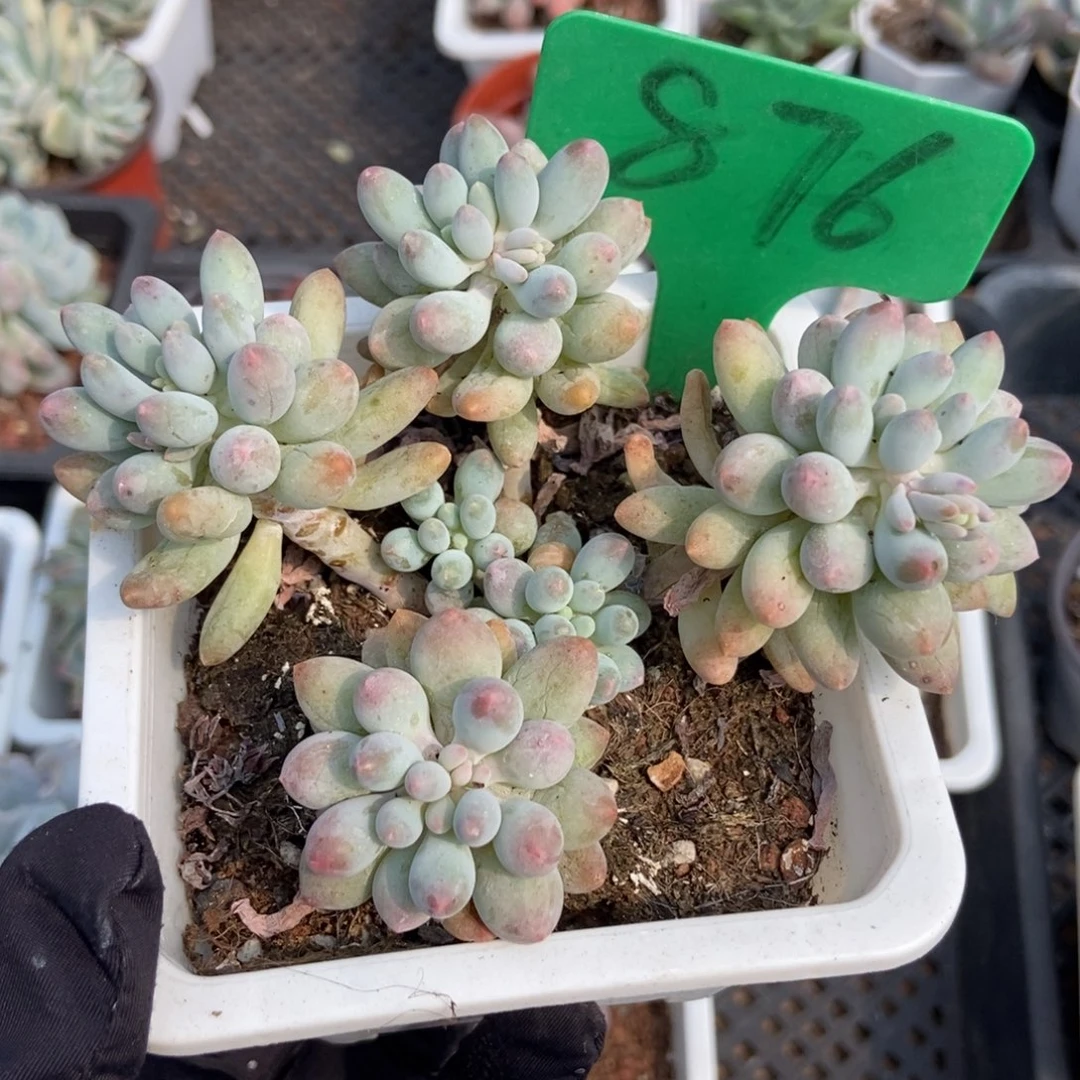 876婴儿手指多肉植物保护