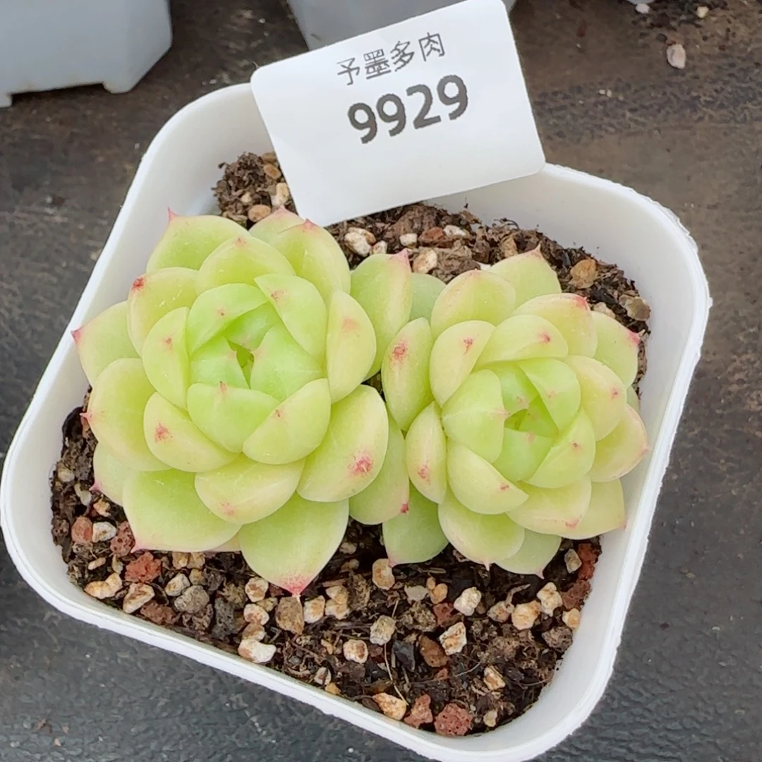 冰云，9929多肉植物