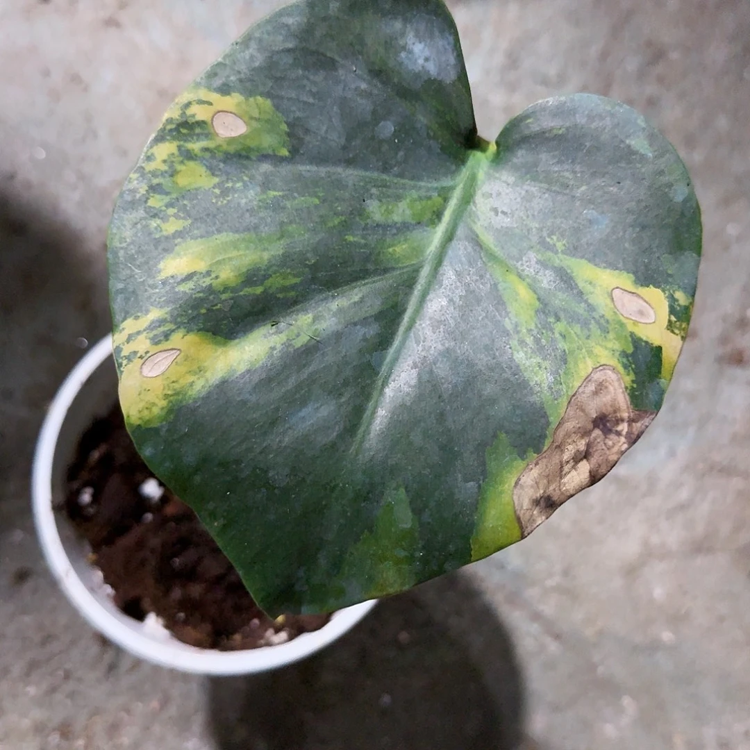 不***间无花朵龟背竹植物一物一拍