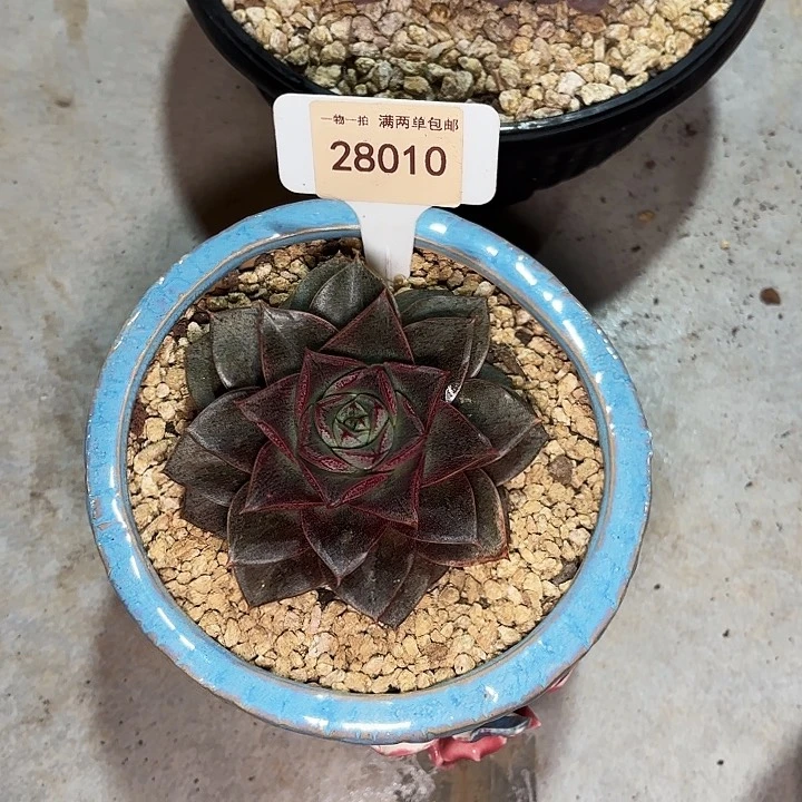 允*大合锦一物一拍28010