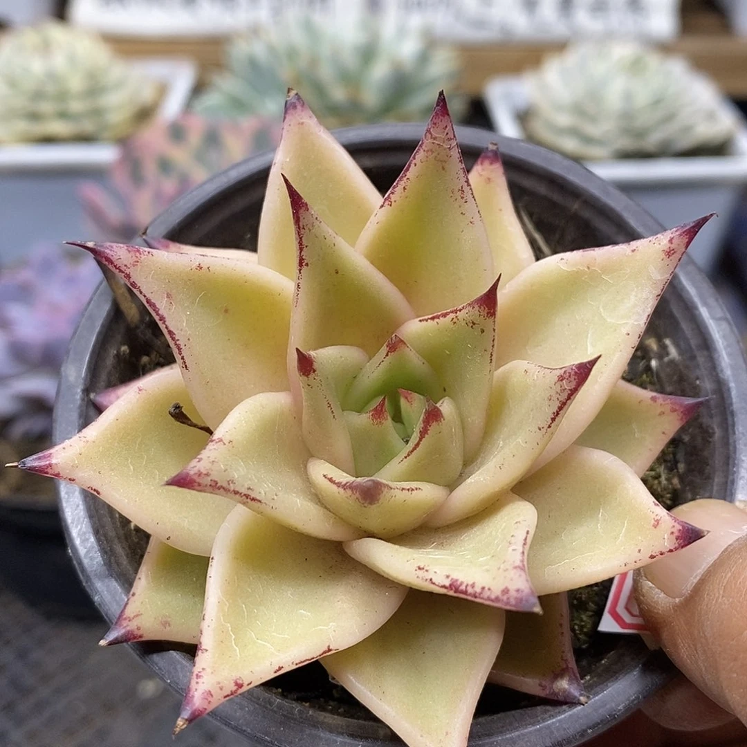 23155 精控星星锦