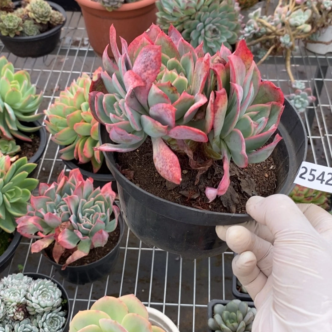 2542绮罗仙子一物一拍