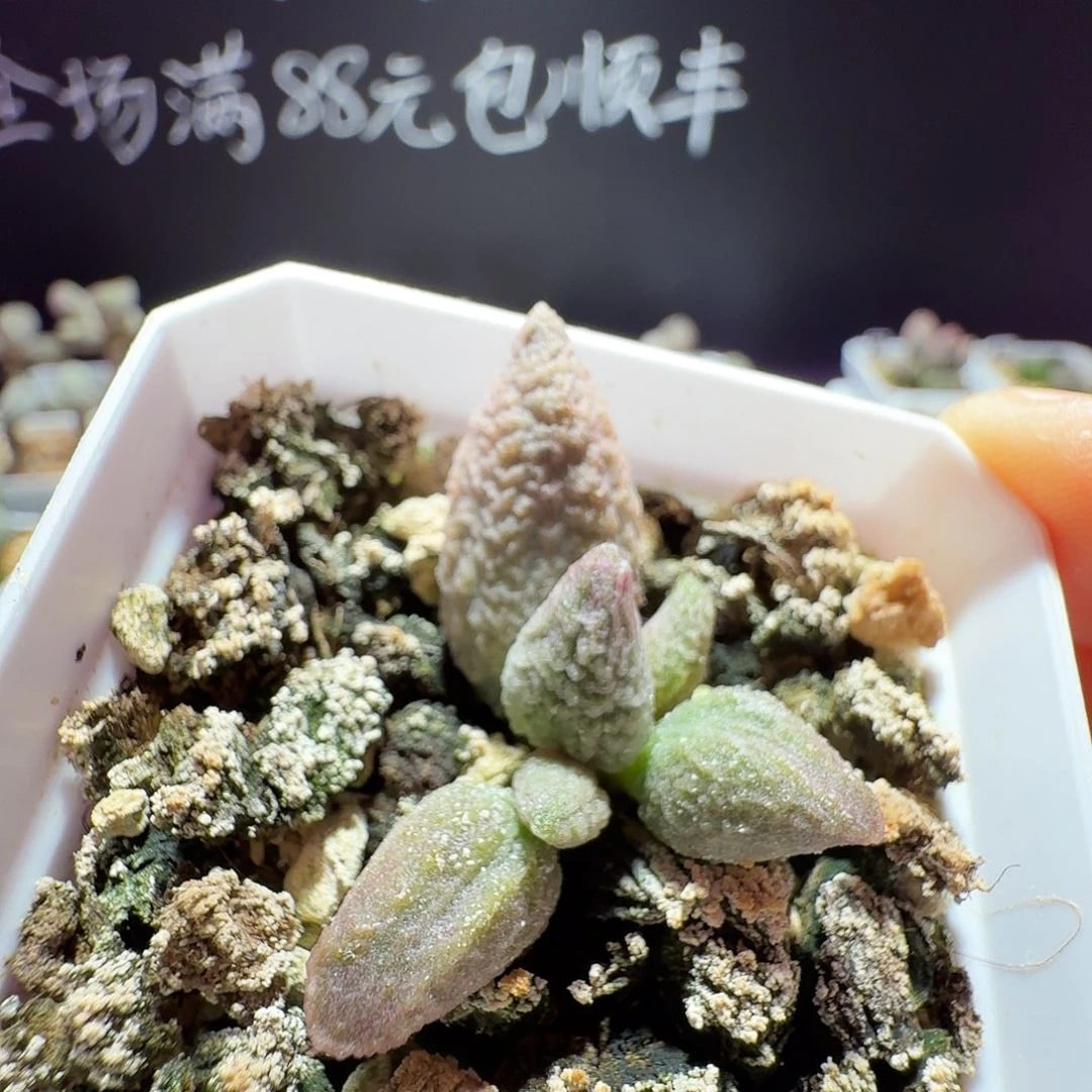 特价水泡，带盆发货，满88包邮