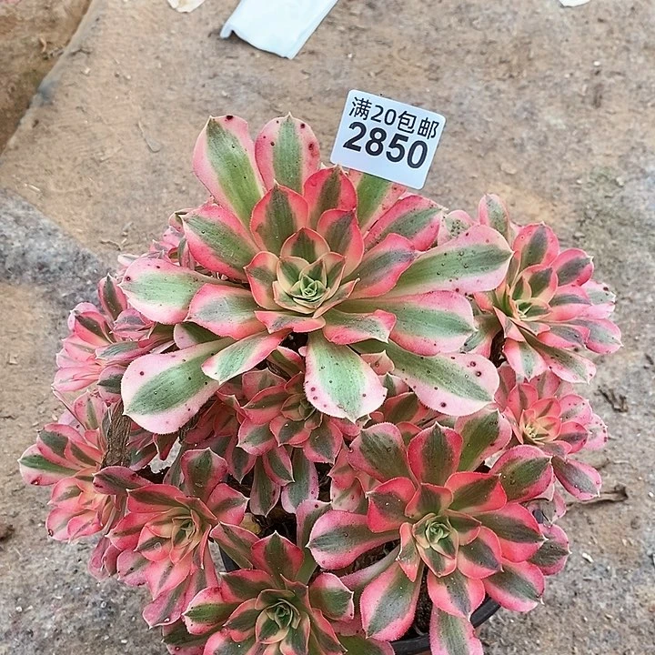 2850 一颗粉女巫