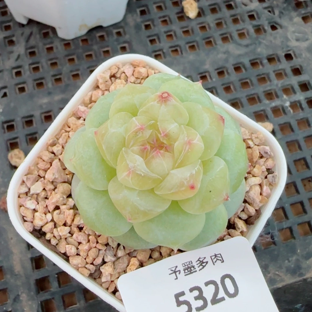 魔法棒，5320多肉植物