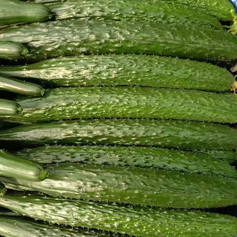 东北榆树农家水黄瓜3斤4.5斤包邮新鲜采摘