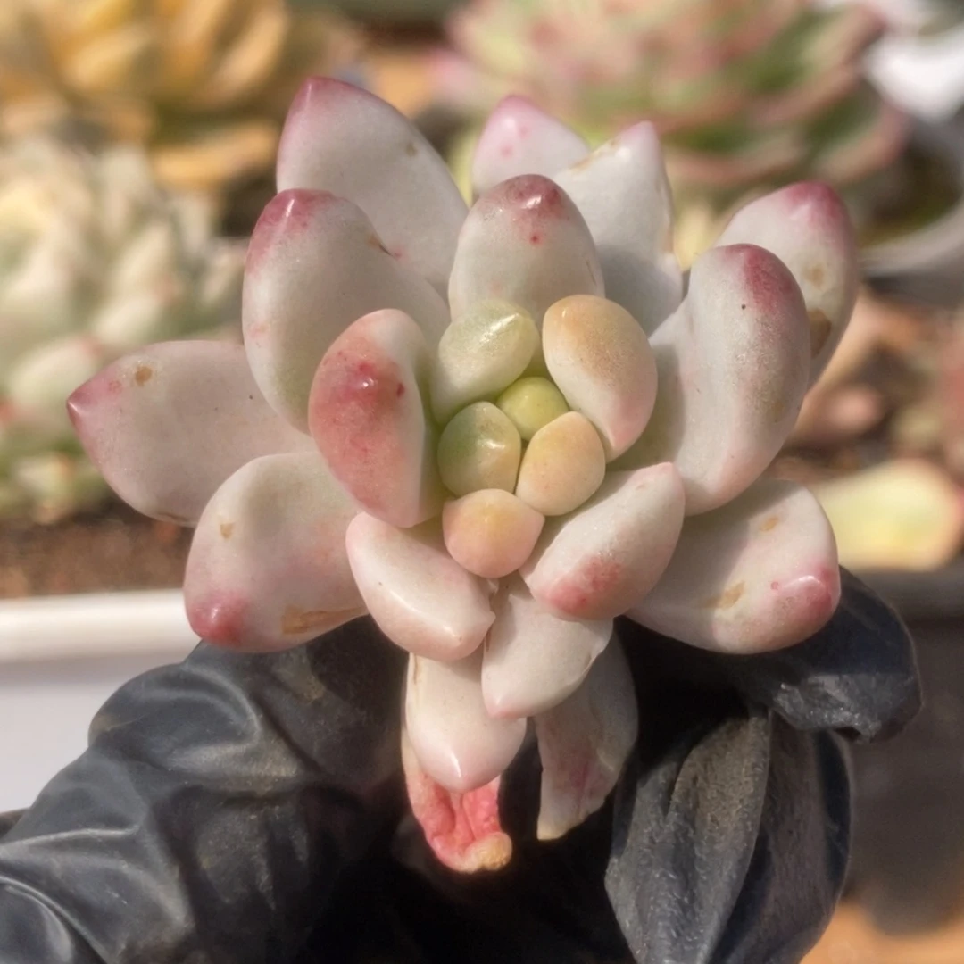 003香格里拉头盖锦锦锦锦锦