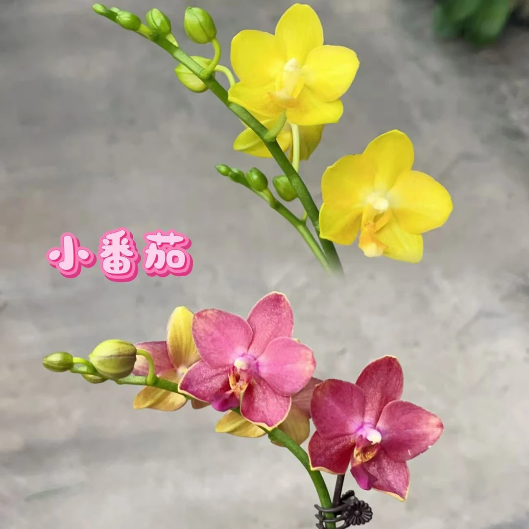 【小番茄01】蝴蝶兰带花苞基地直发.室内花.花期长.年花