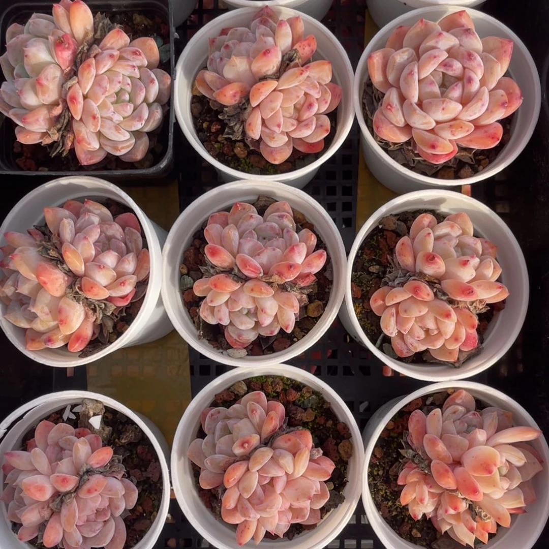 多肉植物十二个精品组826