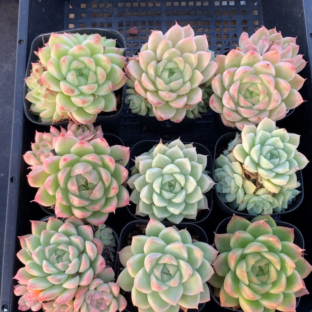 1111-75 套餐一组