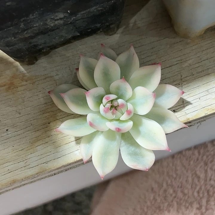 吉娃娃锦多肉植物