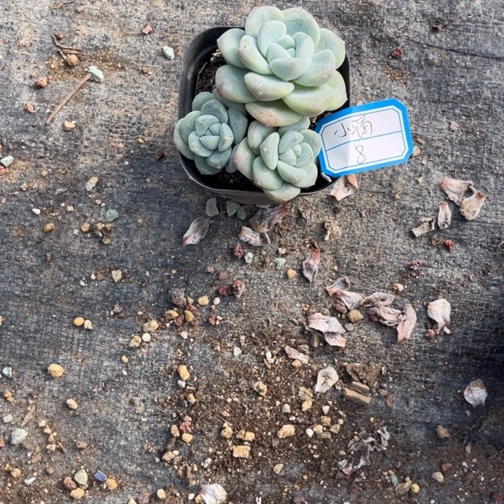 小***满冰玉多肉七方盆保底6厘米