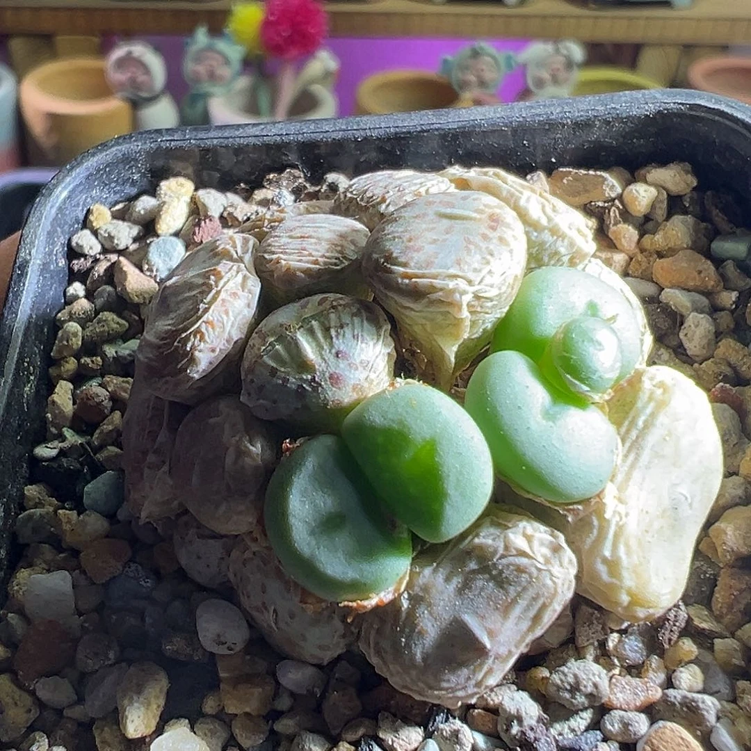 紫花小饼。