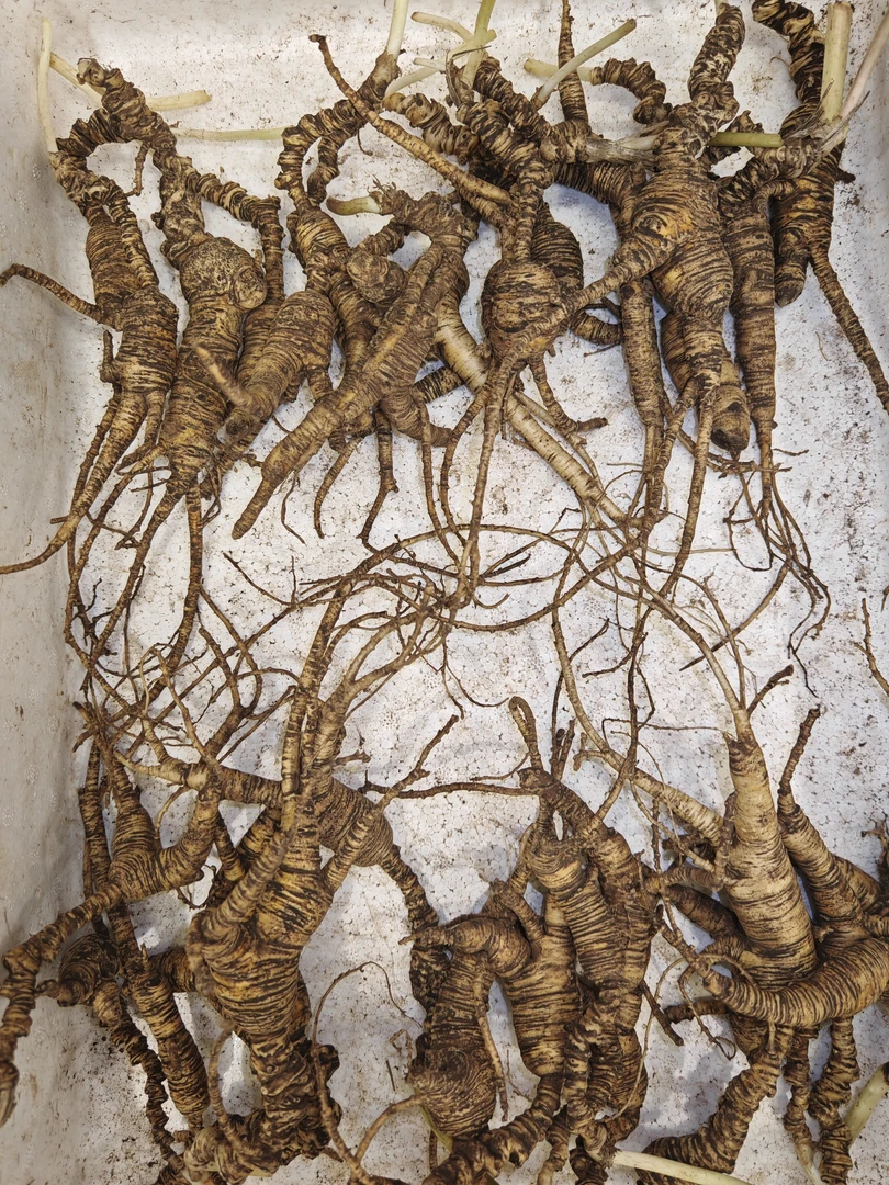 长白山林下参高年头老残参 （以实物为准，直播间改价专用链接3）