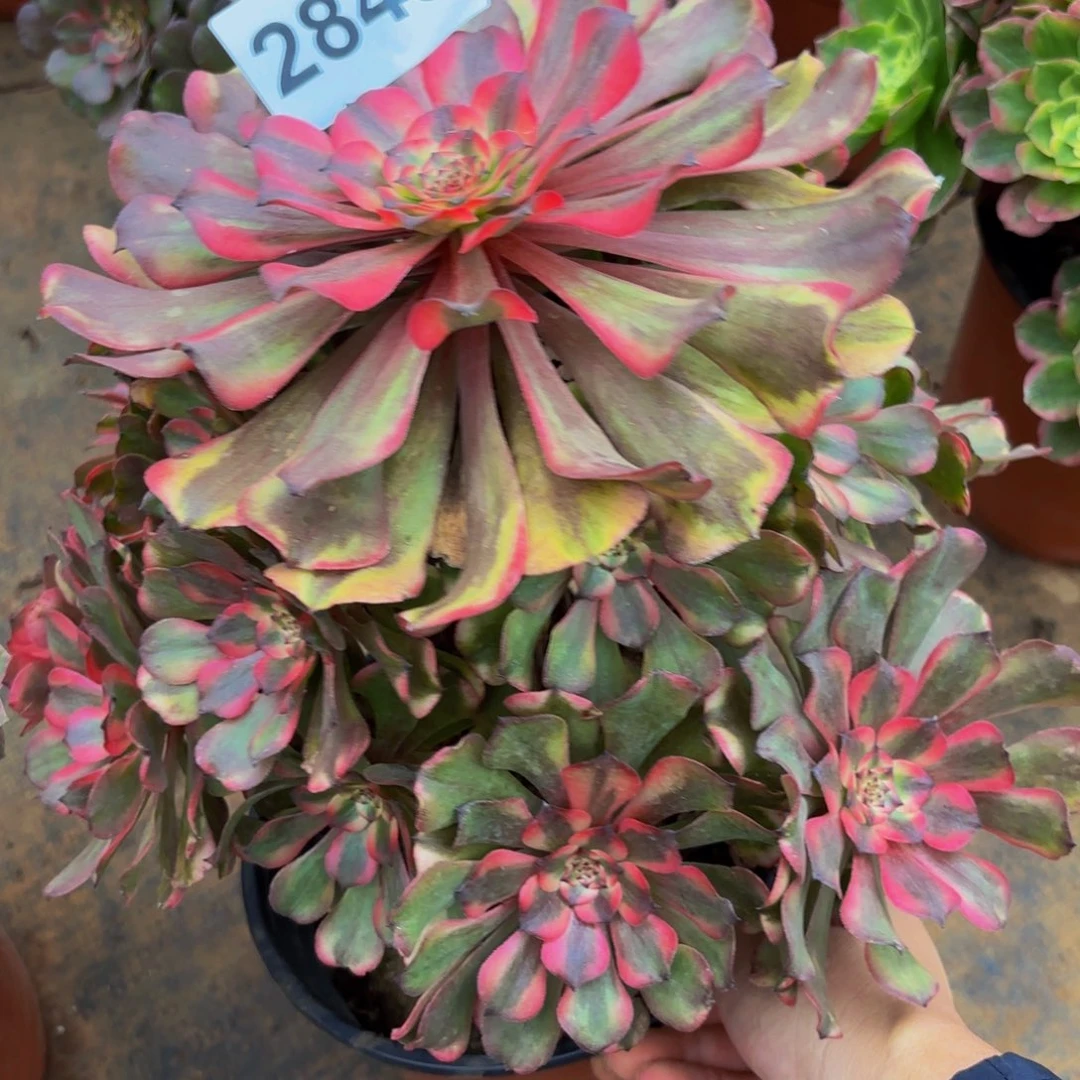 2848多肉植物粉体美姬