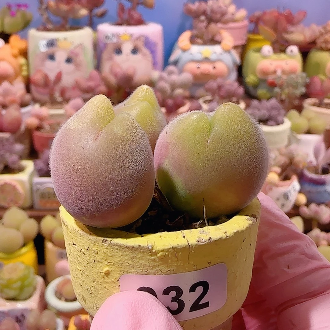 肥肥蟹钳 盆口3cm