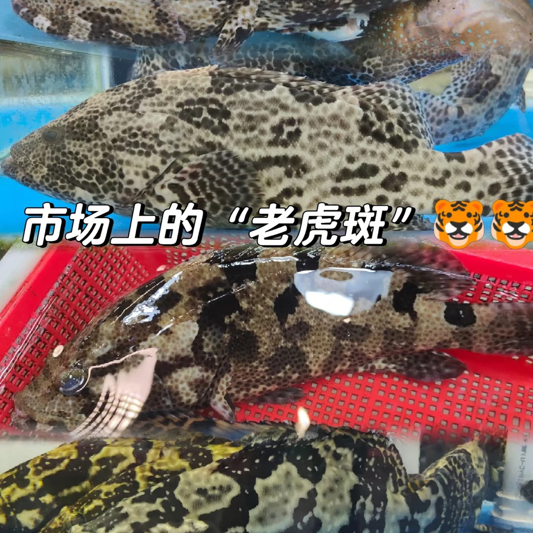 【鲜活】老虎斑（1.5−1.7斤/条）“鱼皮如虎纹霸气，肉质雪白细嫩似豆腐”