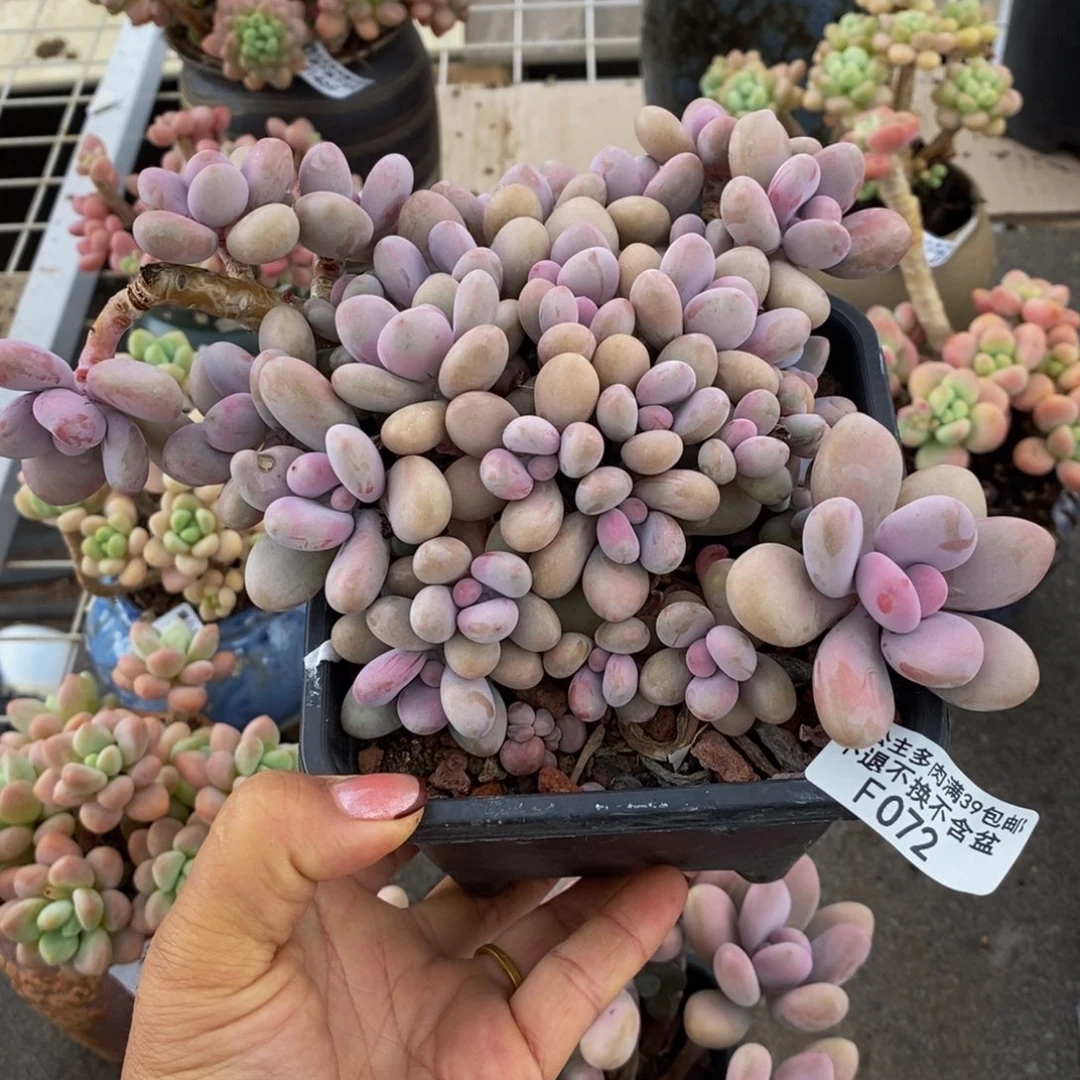 海*?桃蛋072/14cm有砍