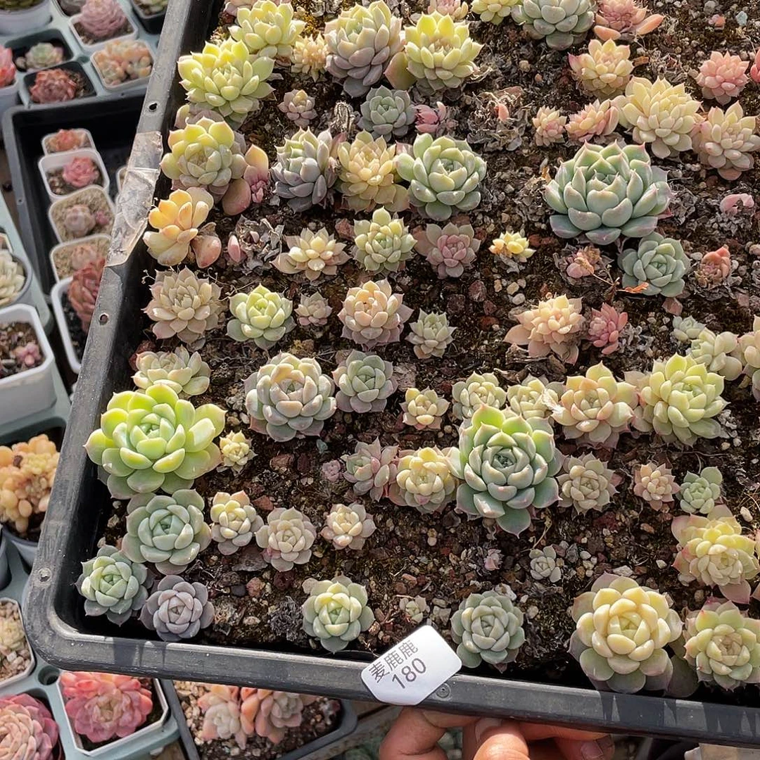 九***芊180。 定。