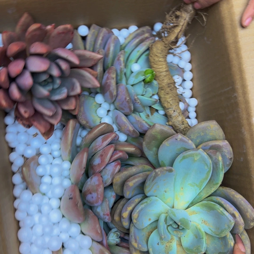 华***夏奥普砍头 不包损9992