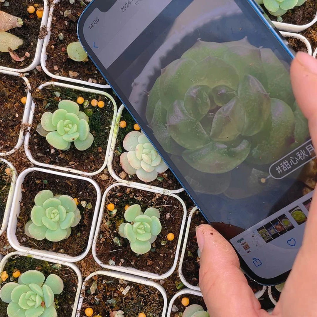 秋月 中盆新一个满25包邮