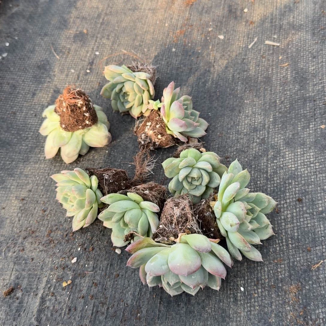 珍妮绿菜十棵量拍22-22穴盘左四左五之间