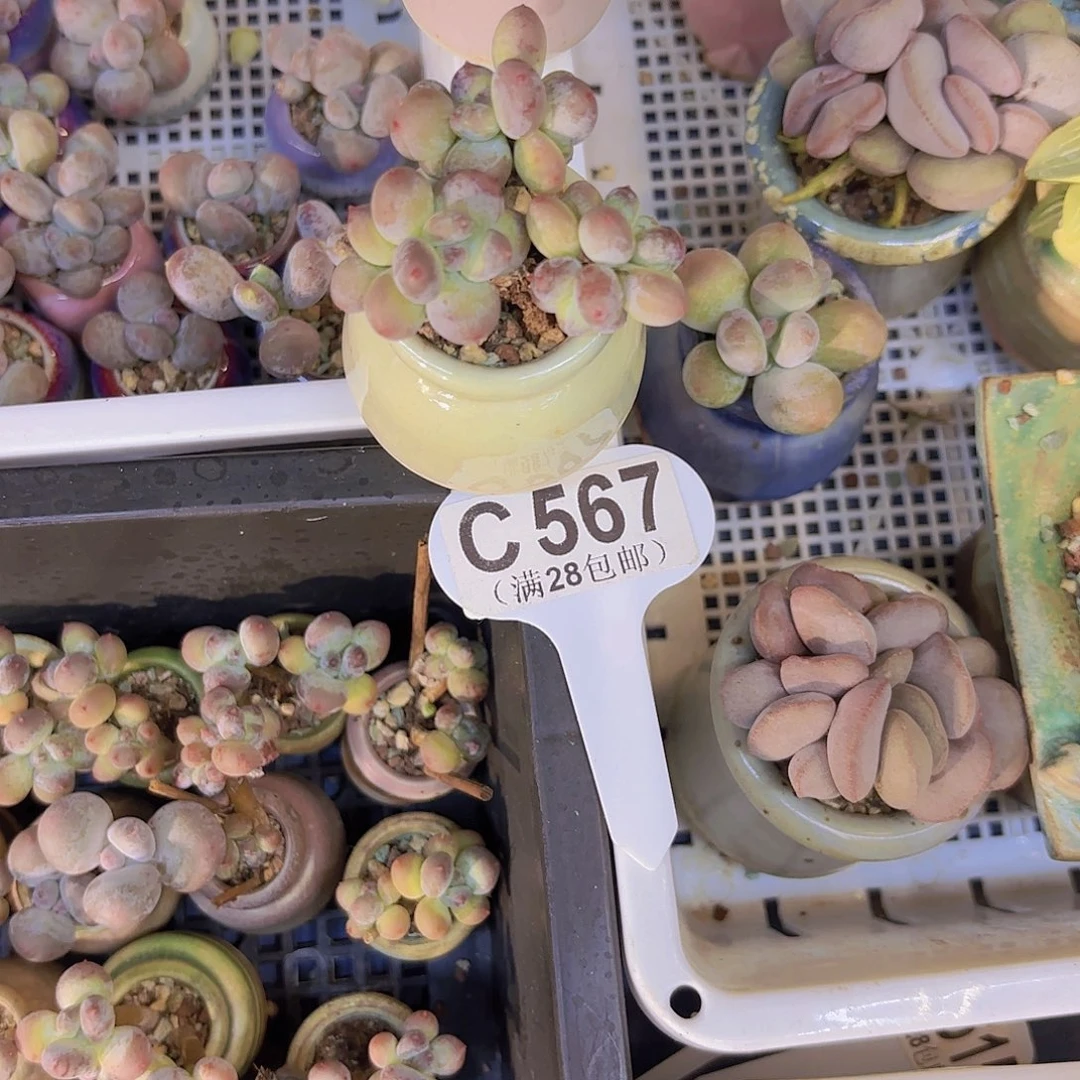 哈***我C567萤火虫一物一拍