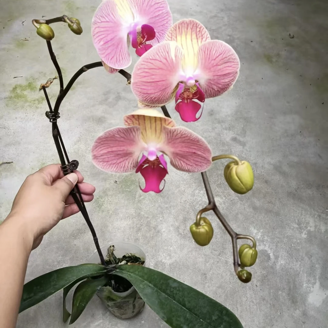 和弦蝴蝶兰花苗3.5寸花剑苗