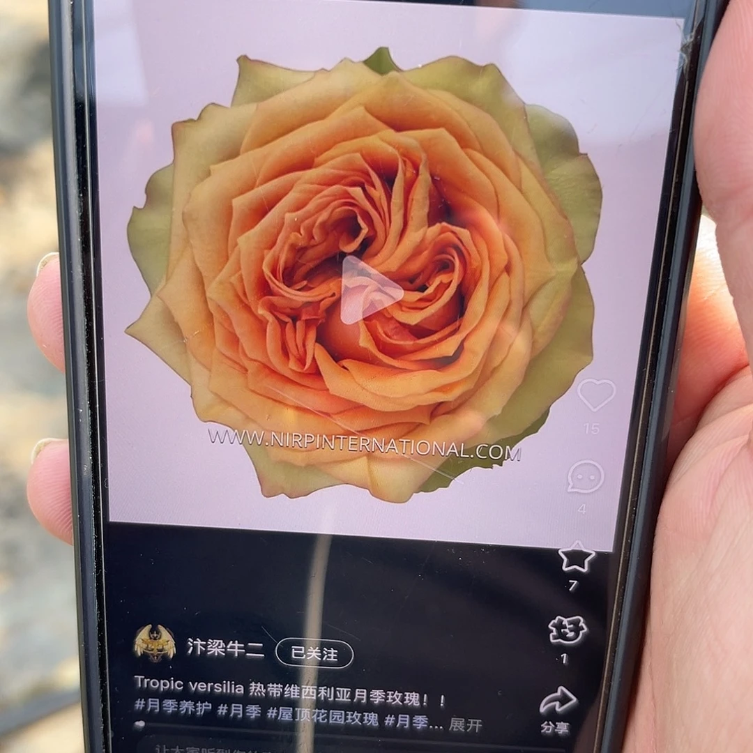 无花朵———-伟西利亚 福利款