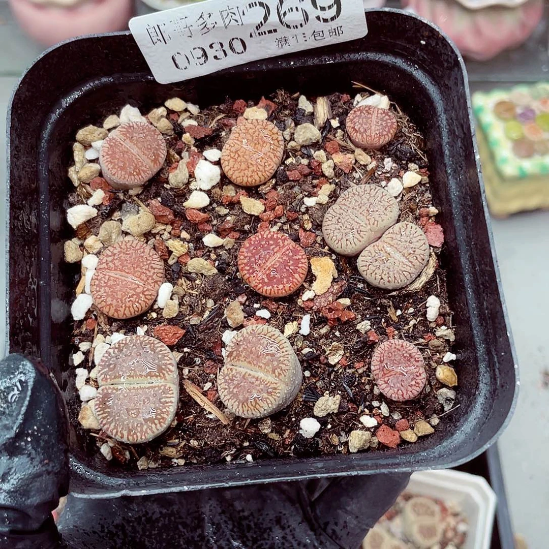 生石花满18包邮0930-269