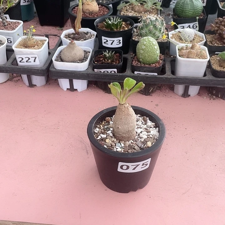 075产地土拨鼠块根