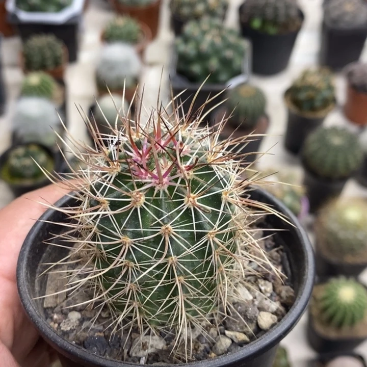 实生幻虾特价福利