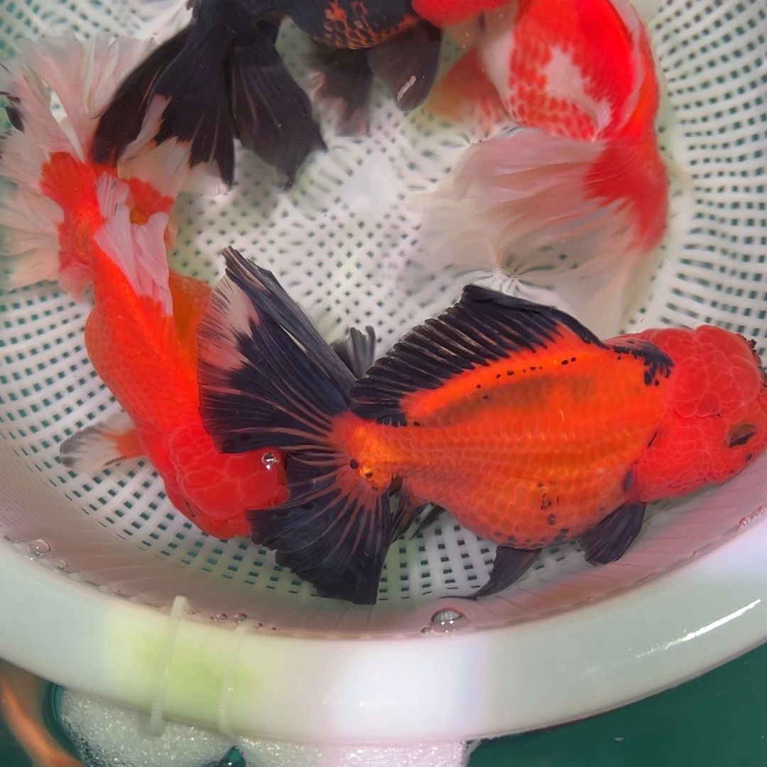 金鱼冷水观赏鱼混搭