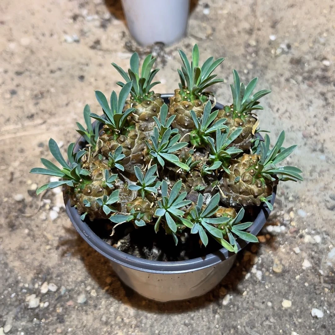 峨眉山大群一物一拍