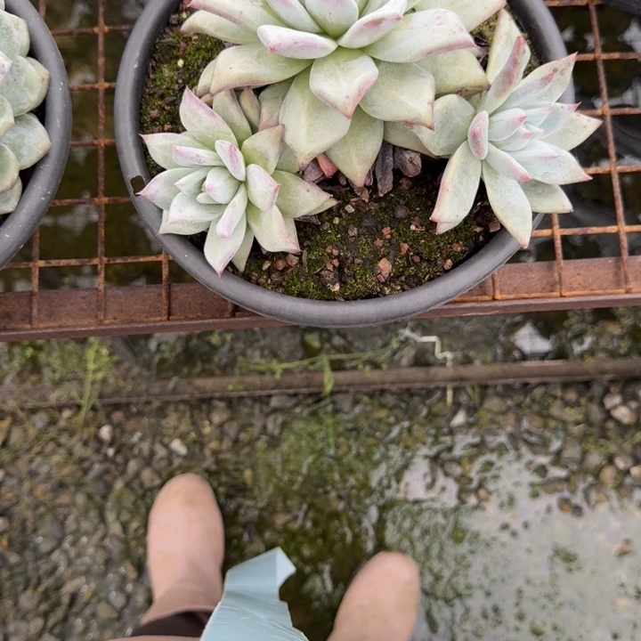 卡系22号多肉植物
