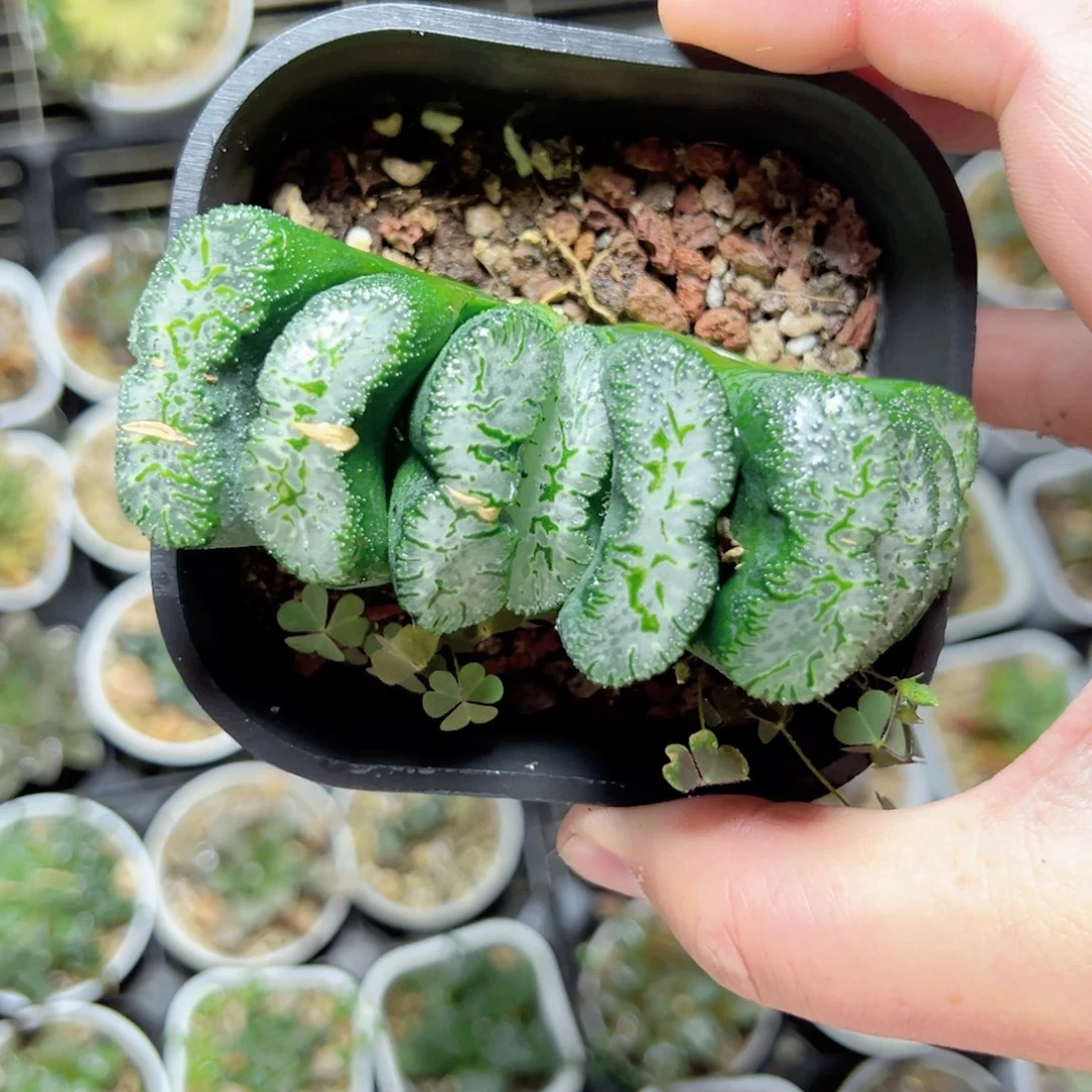 俪***坊1857多肉植物，