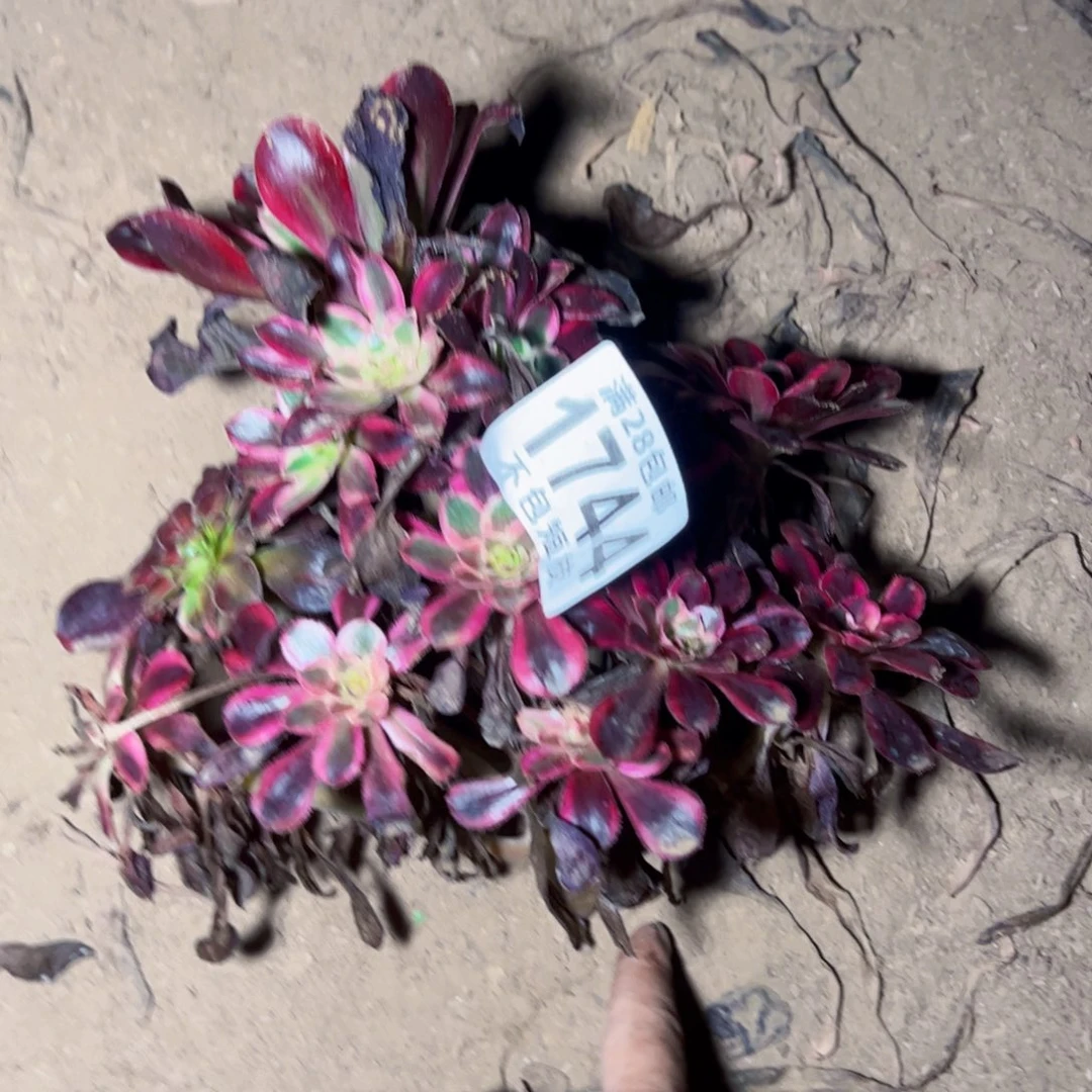 朵***马1744砍头多肉植物法师