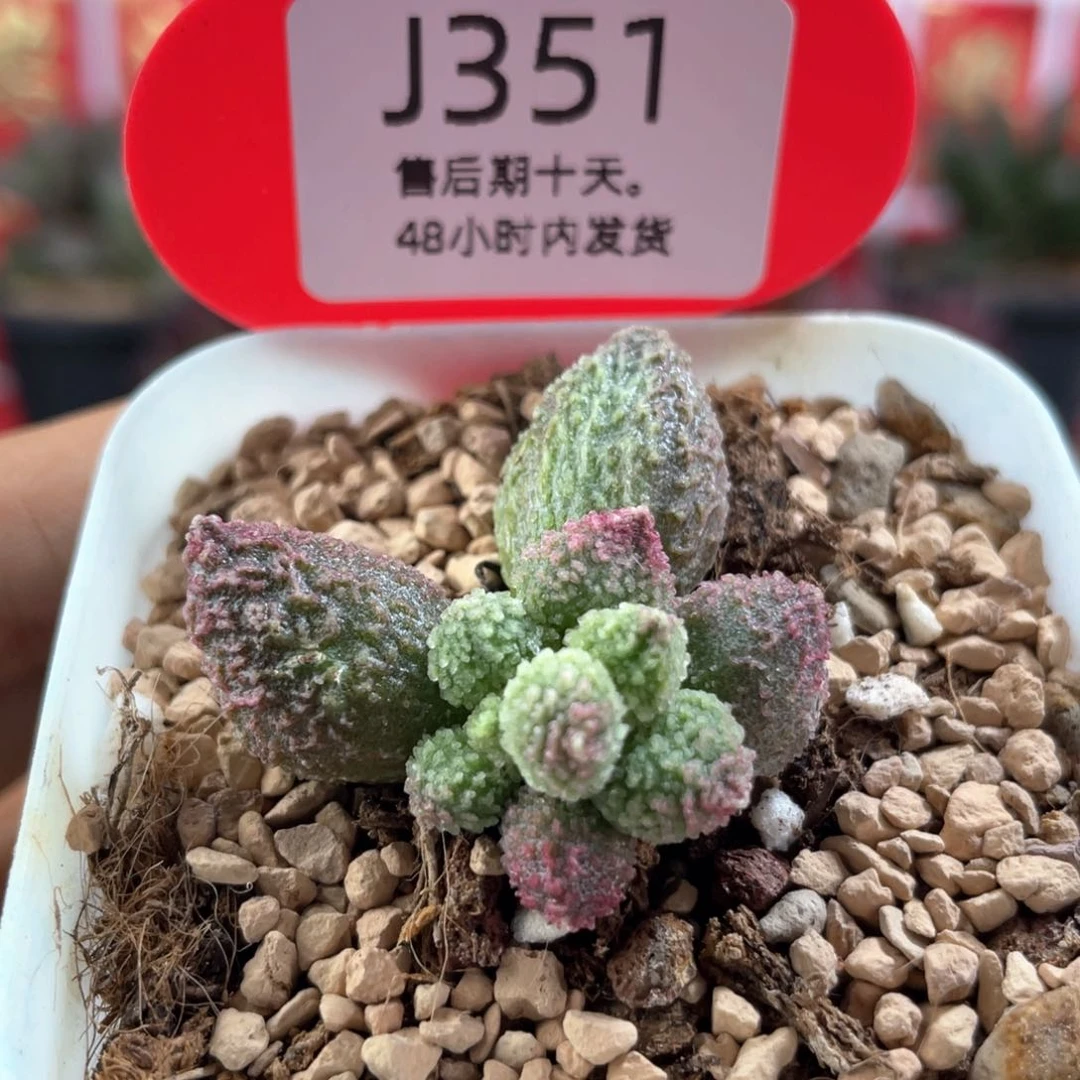 丸叶翠绿石。   351。