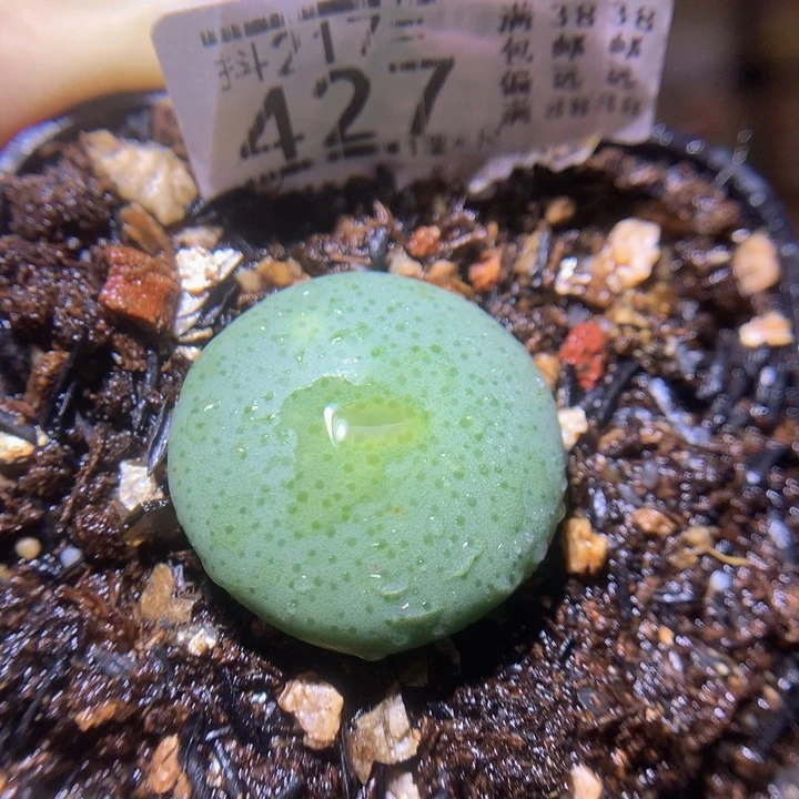 精品生石花217.427大饼
