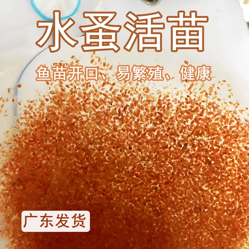 水蚤活体活苗鱼虫红虫水虱子水瘙鱼食卵饲料兰寿鱼苗幼苗开口活食