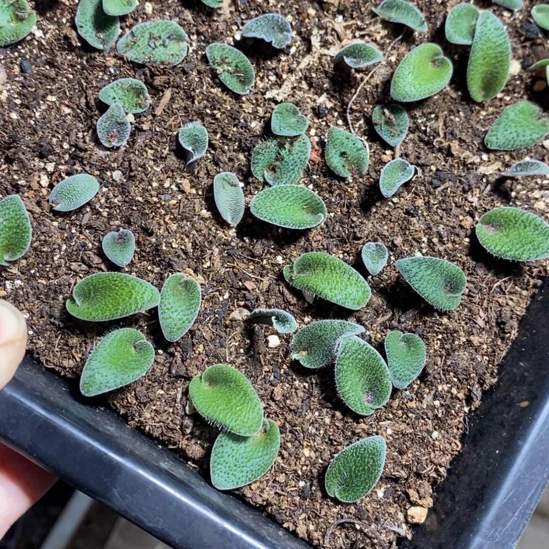 毛叶立金华五颗，择优发货