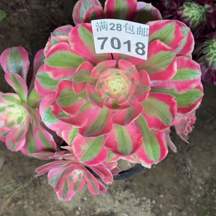 7018女巫不包损多肉植物