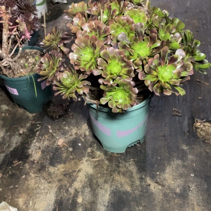 41红铜壶多肉多肉植物