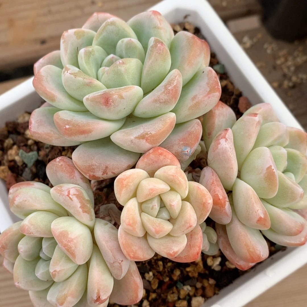 0130-10 冰玉老桩群